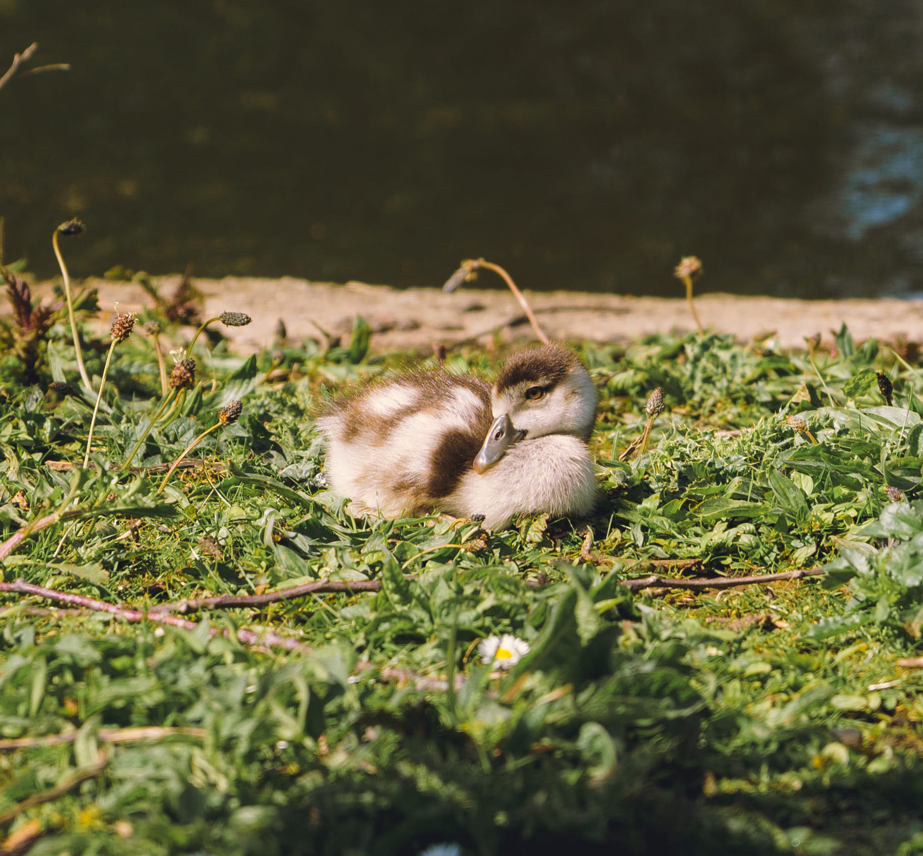 Baby Egyptian Goose